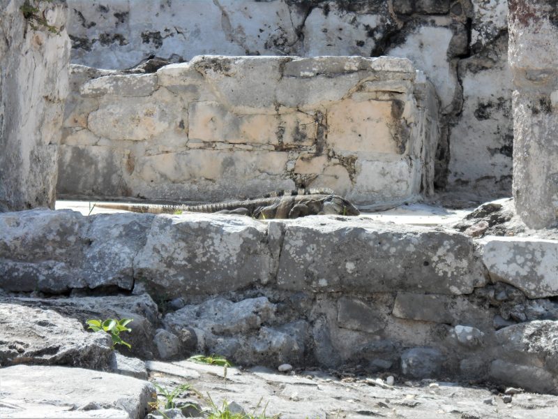 iguana-sito archeologico tulum