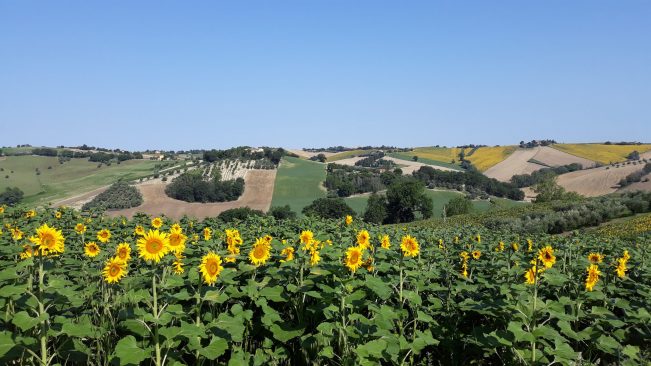 campagne marchigiane