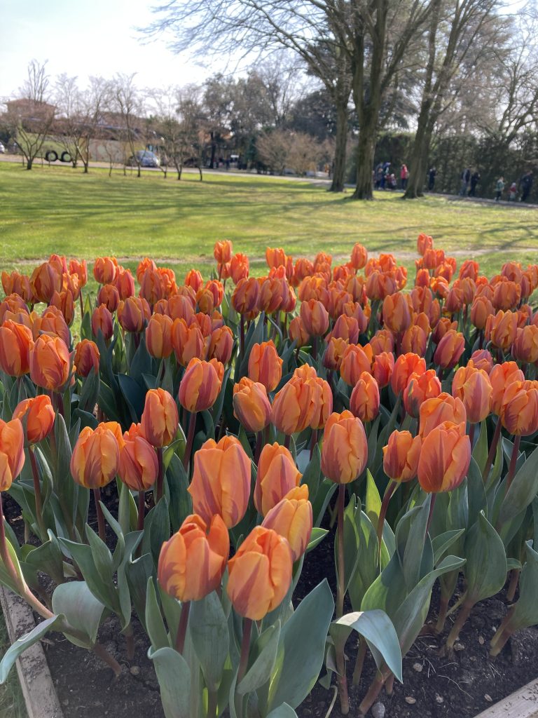 Tulipani, Parco Sigurtà - Tulipanomania