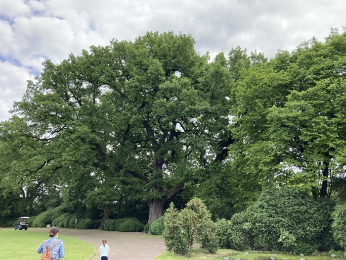 La Grande Quercia , Parco Sigurtà Verona