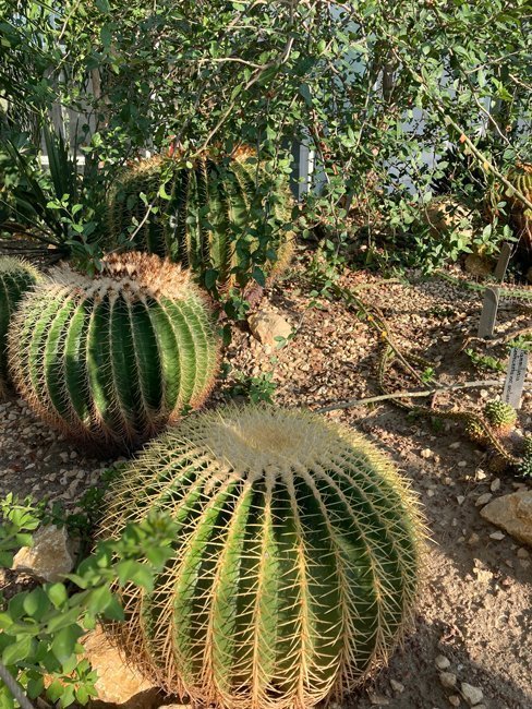 Orto-botanico-di-padova-cactus