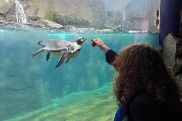 acquario-di-cattolica-cosa-vedere-info-prezzi