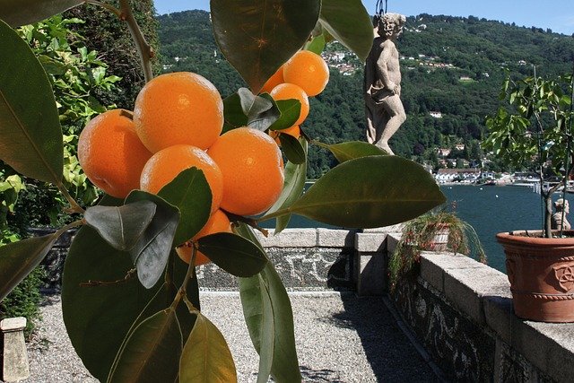 agrumi lago maggiore