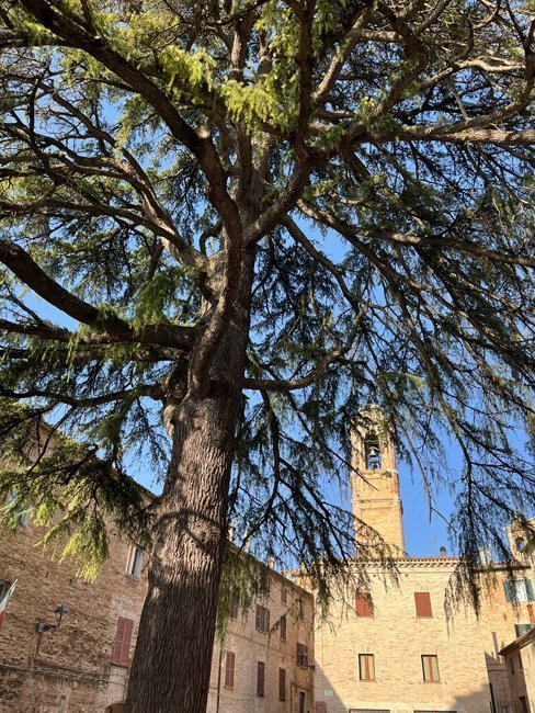 campanile-dell'ex-chiesa-di-san-pietro-e-cedro-himalaya-corinaldo