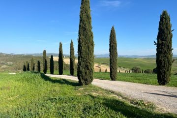 cipressi-di-san-quirico-d'orcia