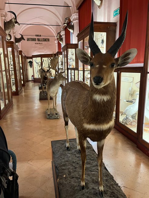 museo-di-scienze-naturali,-musei-civici-reggio-emilia