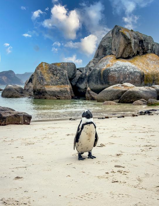 Boulders Beach, Città del Capo