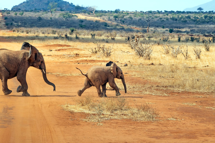 Safari in Kenya