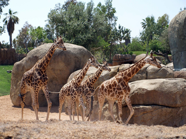 Bioparc, Valencia