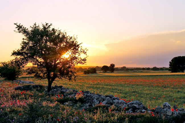 Parco Nazionale dell’Alta Murgia, Gravina di Puglia