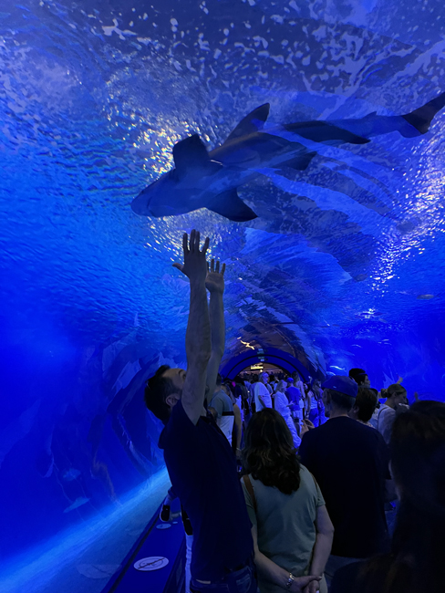 Squalo oceanografic valencia