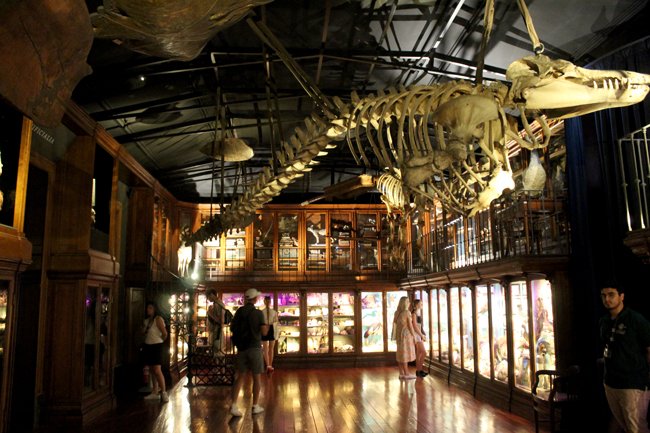 Cosa vedere a Coimbra in mezza giornata o un giorno Museo di Scienze Naturali, Università di Coimbra