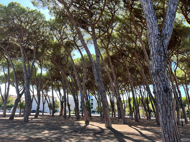Forte dei Marmi: cosa vedere e fare, dove mangiare, info utili Piazza Marconi, Forte dei Marmi