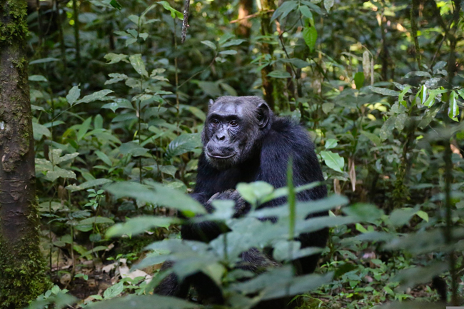 Dove andare in vacanza a giugno fuori Europa al caldo e al freddo Safari in Uganda