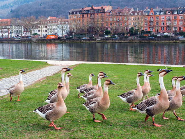 Heidelberg: cosa vedere in un giorno Passeggiata dei filosofi, Heidelberg