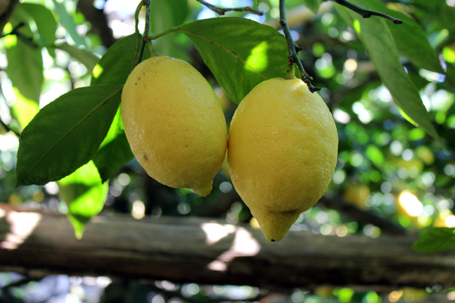 Sentiero dei Limoni, Costiera Amalfitana: cosa vedere e fare - Guida completa Terrazzamenti dello Sfusato Amalfitano